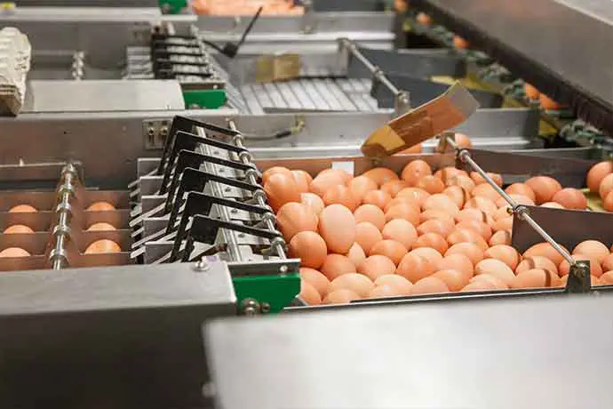 Automated factory conveyor sorting fresh eggs in a processing plant